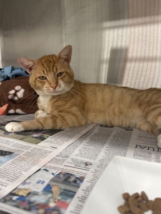 Shelter Stray Male Cat last seen Near Tiffany Lane, Chattahoochee Hills, GA, 1251 Fulton Industrial Blvd NW, Atlanta, GA 30336, USA
