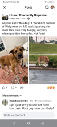 Found/Stray Male Dog last seen Hey 153 Walgreen's, Chattanooga, TN 37343