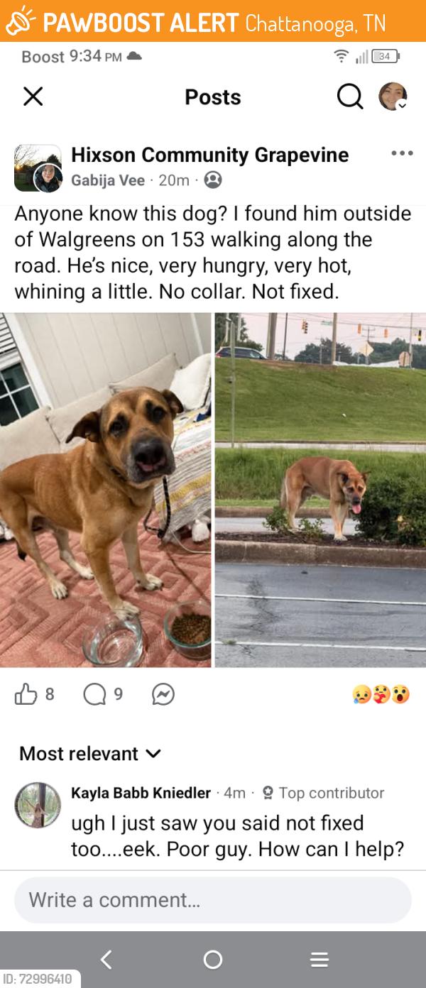 Found/Stray Male Dog last seen Hey 153 Walgreen's, Chattanooga, TN 37343