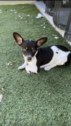 Reunited Female Dog last seen East Hst, Buena Vista Way, Chula Vista, CA 91910