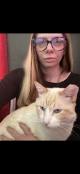 Lost Male Cat last seen Near e Viking way , Pleasant Grove, UT 84062