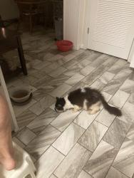Lost Female Cat last seen Derbyshire, Daytona Beach, FL 32117
