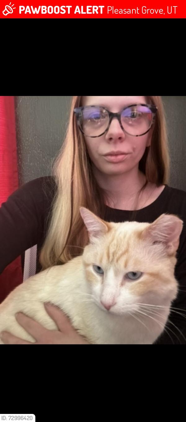 Lost Male Cat last seen Near e Viking way , Pleasant Grove, UT 84062