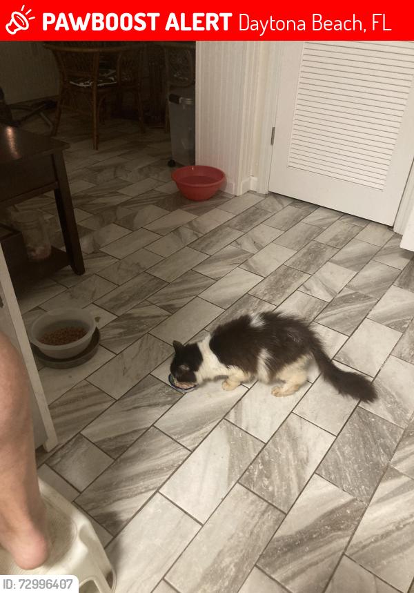Lost Female Cat last seen Derbyshire , Daytona Beach, FL 32117