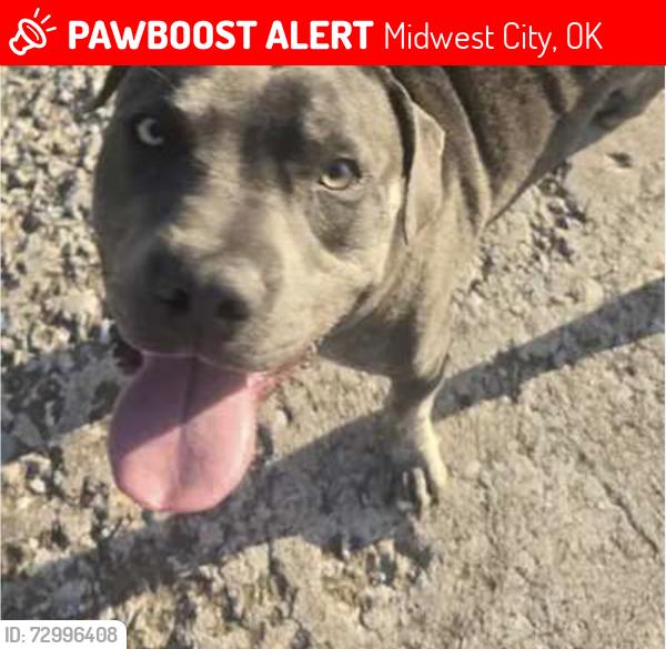 Lost Male Dog last seen NE 10th st & Douglas, Midwest City, OK, Midwest City, OK 73130