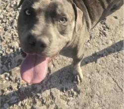 Lost Male Dog last seen NE 10th st & Douglas, Midwest City, OK, Midwest City, OK 73130