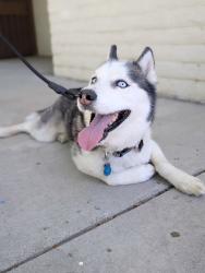 Reunited Male Dog last seen Carnelian and Lemon , Rancho Cucamonga, CA 91701