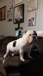 Reunited Male Dog last seen Bingle and 43rd area, Houston, TX 77092