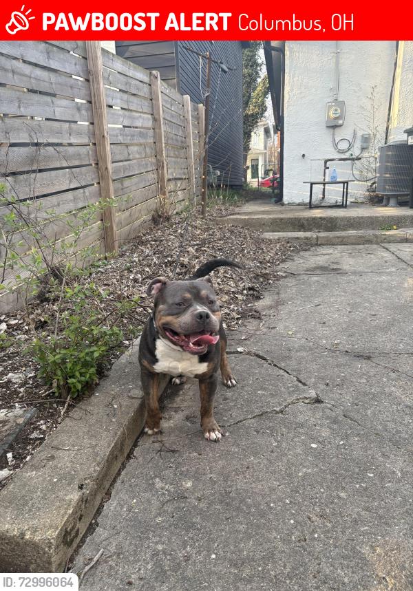 Lost Male Dog last seen Pembroke ave &’ Taylor ave , Columbus, OH 43203