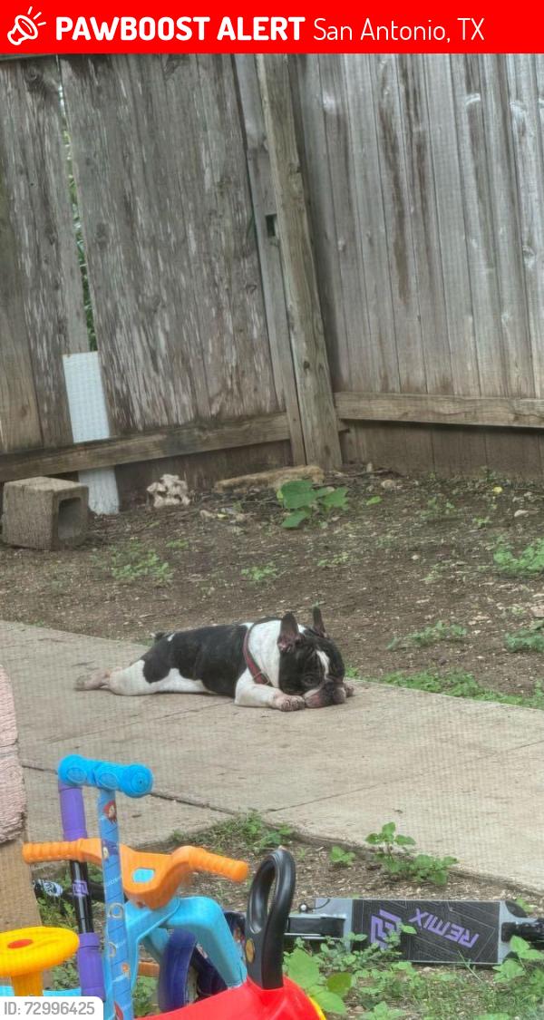 Lost Male Dog last seen Oxbow, San Antonio, TX 78249