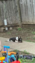 Lost Male Dog last seen Oxbow, San Antonio, TX 78249