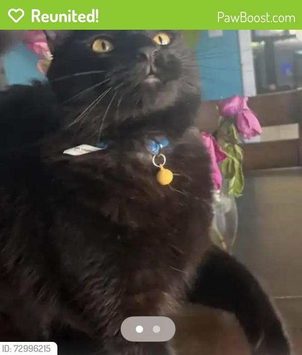 Reunited Male Cat last seen English St, Santa Ana, CA 92706