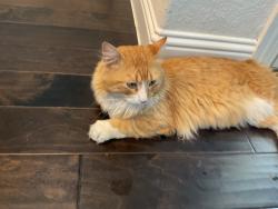 Lost Male Cat last seen Parkside, Irving, TX 75063