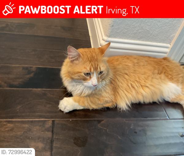 Lost Male Cat last seen Parkside, Irving, TX 75063