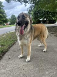 Found/Stray Male Dog last seen Whiteside park splash pad/pool., Tulsa, OK 74135