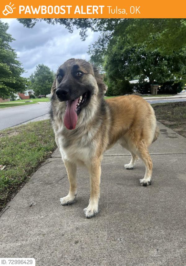 Found/Stray Male Dog last seen Whiteside park splash pad/pool., Tulsa, OK 74135