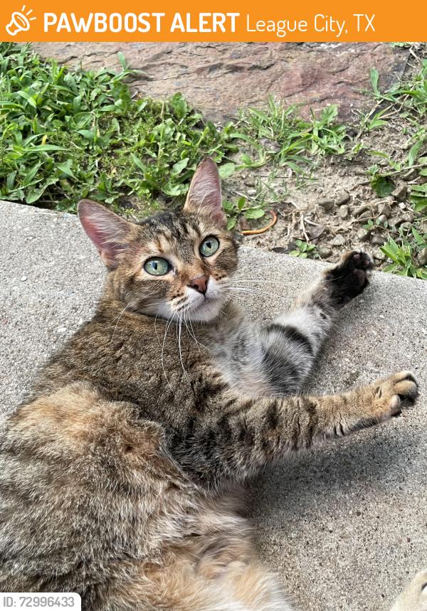 Found/Stray Unknown Cat last seen League City, TX, League City, TX 77573