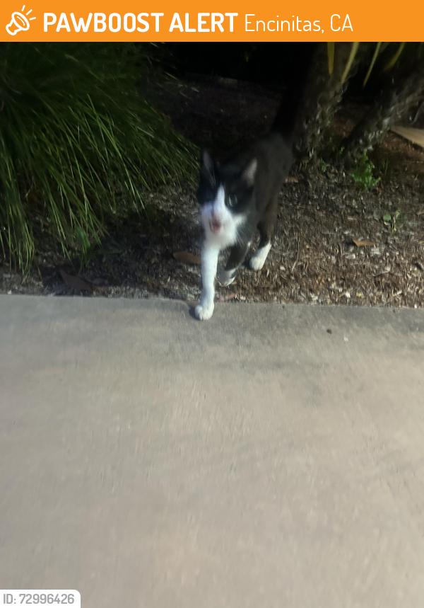 Found/Stray Unknown Cat last seen Elous Ave, Encinitas, CA 92024