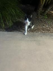 Found/Stray Unknown Cat last seen Elous Ave, Encinitas, CA 92024