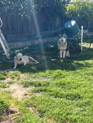 Reunited Male Dog last seen Tampa way and Havana, San Jose, CA 95122