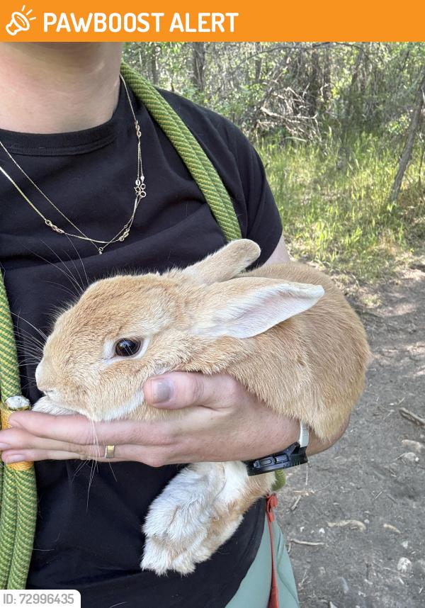 Found/Stray Unknown Rabbit last seen Crestwood Park, Cottonwood Heights, UT 84121