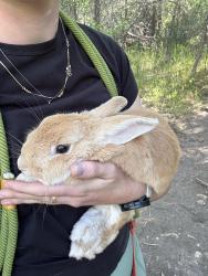 Found/Stray Unknown Rabbit last seen Crestwood Park, Cottonwood Heights, UT 84121