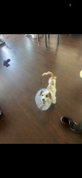 Reunited Female Dog last seen Headed to the Venice pier on Washington , Los Angeles, CA 90292