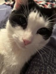 Reunited Female Cat last seen Makefield Rd & Hedgerow Drive, Morrisville, PA 19067