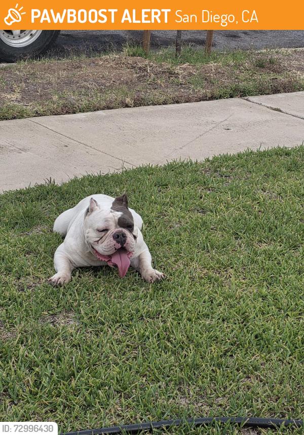 Found/Stray Unknown Dog last seen Gatewood Lane and Brookhaven , San Diego, CA 92114