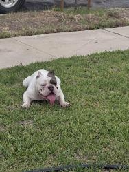 Found/Stray Unknown Dog last seen Gatewood Lane and Brookhaven , San Diego, CA 92114