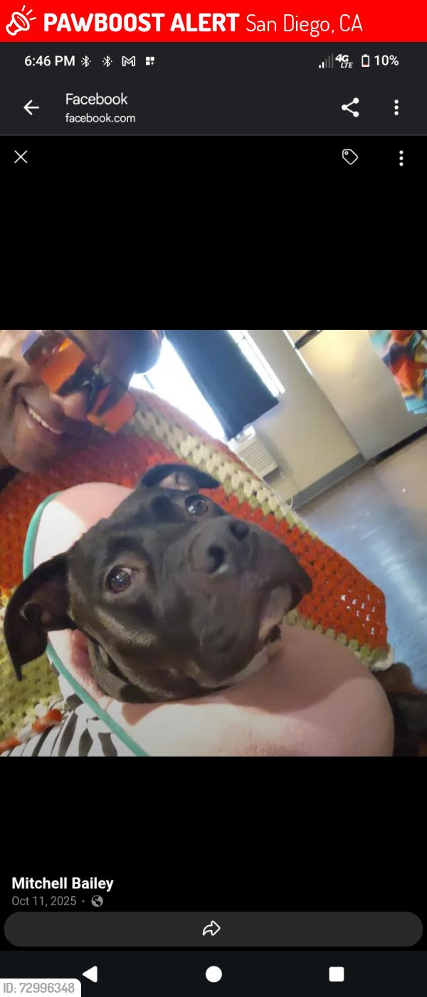 Lost Male Dog last seen Wilson and University , San Diego, CA 92104