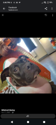 Lost Male Dog last seen Wilson and University , San Diego, CA 92104