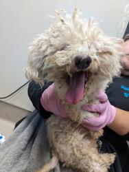 Shelter Stray Female Dog last seen Near Fletcher Valley Drive, Santee, CA, 92071, El Cajon, CA 92020, USA