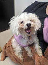 Shelter Stray Unknown Dog last seen Near Fletcher Valley Drive, Santee, CA, 92071, El Cajon, CA 92020, USA