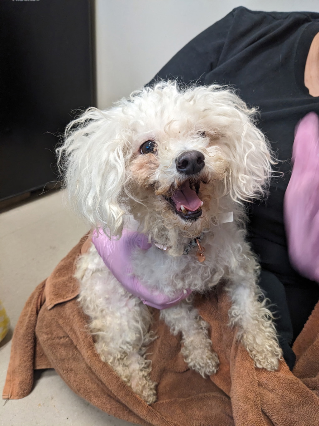 Shelter Stray Female Dog last seen Near Fletcher Valley Drive, Santee, CA, 92071, El Cajon, CA 92020, USA