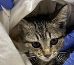 Shelter Stray Male Cat last seen Near W Mission Avenue, Escondido, CA, 92025, Escondido, CA 92027, USA