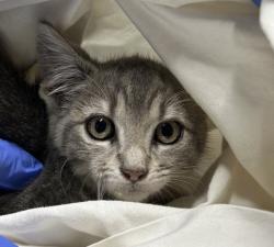 Shelter Stray Female Cat last seen Near W Mission Avenue, Escondido, CA, 92025, Escondido, CA 92027, USA