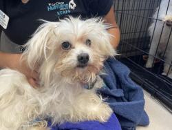 Shelter Stray Male Dog last seen Near Swallow Drive, El Cajon, CA, 92020, El Cajon, CA 92020, USA