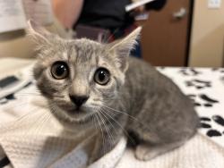 Shelter Stray Female Cat last seen Found in a park in Oceanside, finder unable to give exact address, Oceanside, CA, 92058, Oceanside, CA 92058, USA