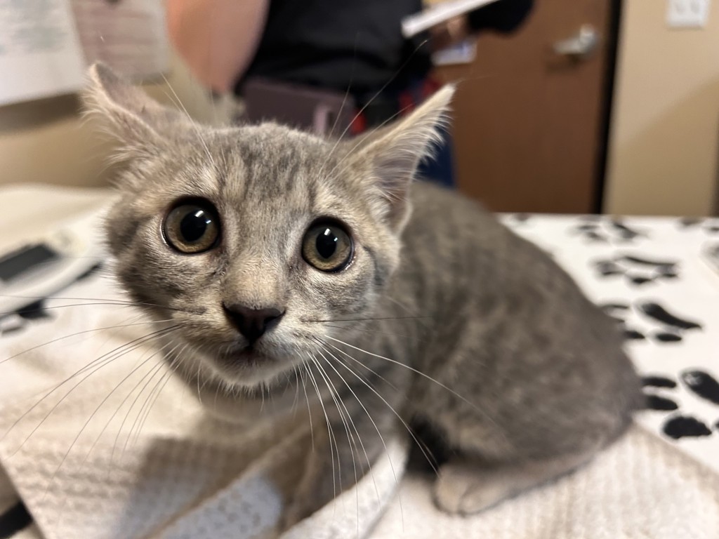 Shelter Stray Female Cat last seen Found in a park in Oceanside, finder unable to give exact address, Oceanside, CA, 92058, Oceanside, CA 92058, USA