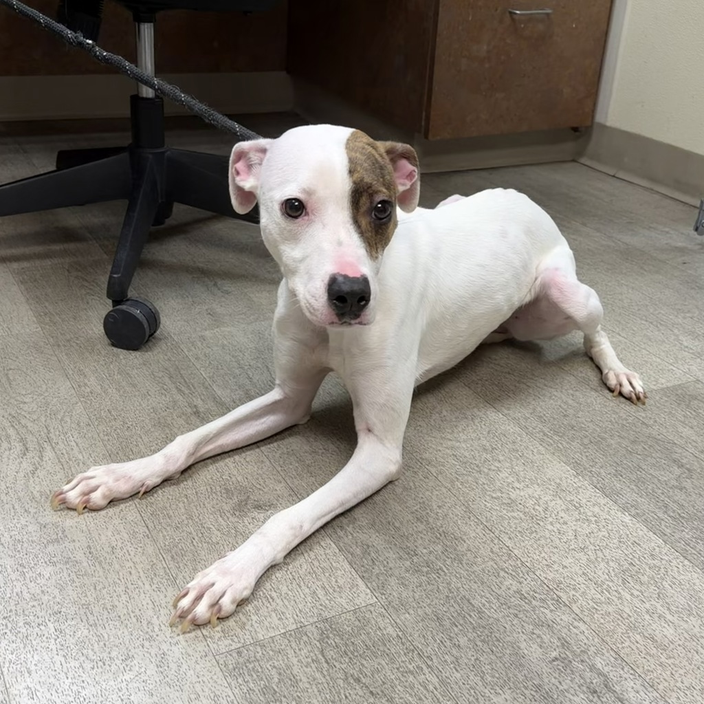 Shelter Stray Female Dog last seen Near Ocean Lane, Imperial Beach, CA, 91932, 5500 Gaines St, San Diego, CA 92110, USA