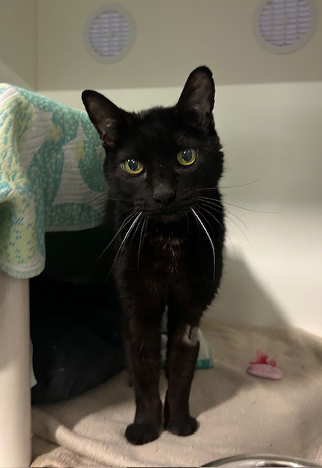 Shelter Stray Female Cat last seen G Street, San Diego, CA, 92114, 5500 Gaines St, San Diego, CA 92110, USA