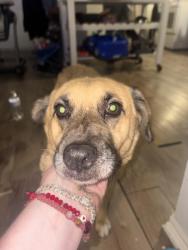 Found/Stray Female Dog last seen Near center st, Pasadena, TX 77506