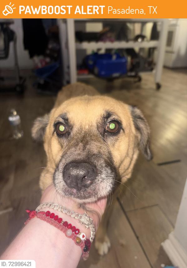 Found/Stray Female Dog last seen Near center st , Pasadena, TX 77506