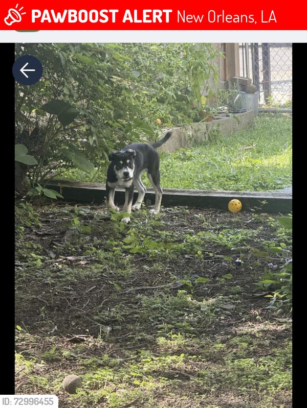 Lost Female Dog last seen Near annunciation street, New Orleans, LA 70115