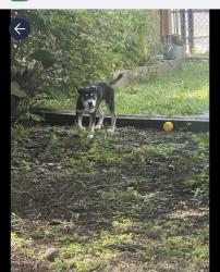 Lost Female Dog last seen Near annunciation street, New Orleans, LA 70115