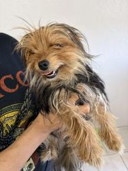 Found/Stray Female Dog last seen Near Canyon City Dog Park in Azusa, CA, Azusa, CA 91702