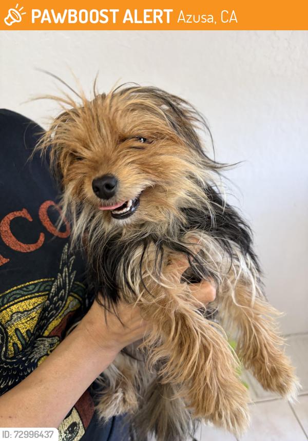 Found/Stray Female Dog last seen Near Canyon City Dog Park in Azusa, CA, Azusa, CA 91702