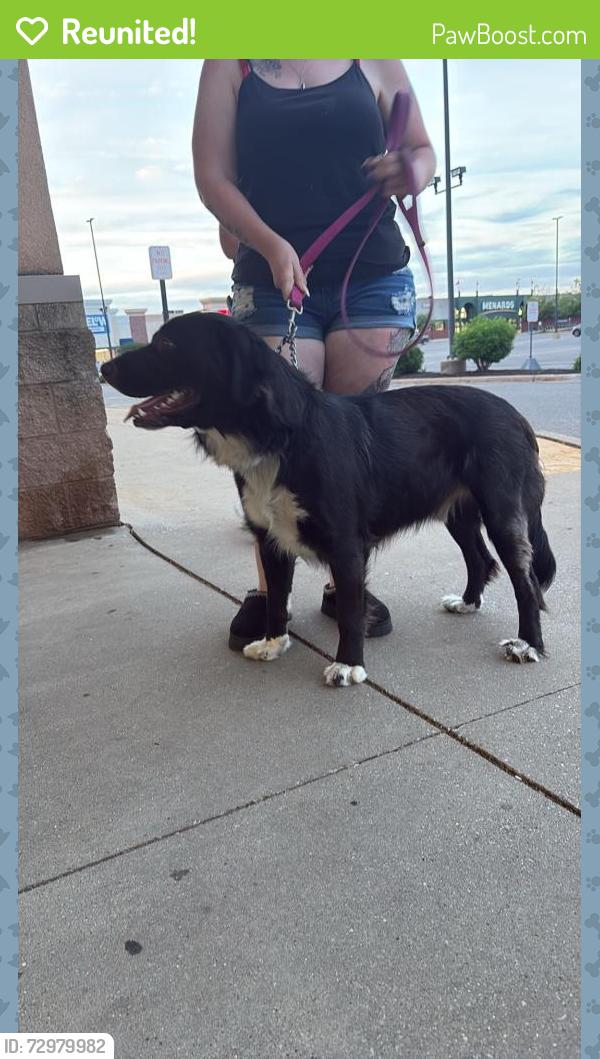 Reunited Male Dog last seen Hubbard rd, Battle Creek, MI 49037