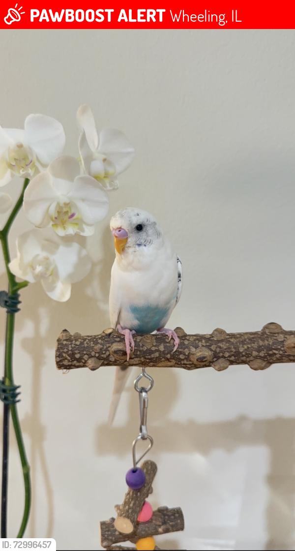 Lost Male Bird last seen Hintz and Wheeling Rd, Wheeling, IL 60090